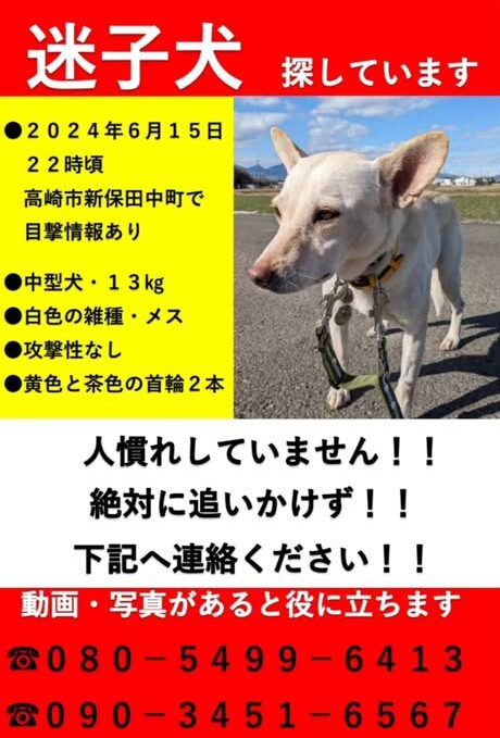 陽捜索