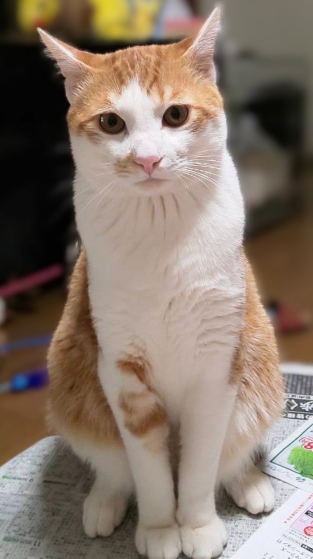 ※個別ページで使用（トップページは別）